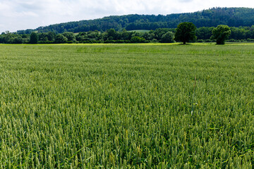 A green field of wheat