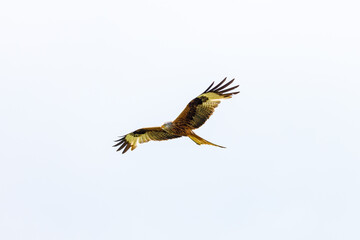 A red kite in the air