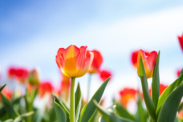 チューリップ2021