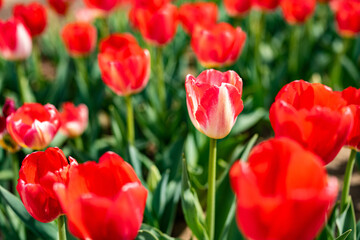 チューリップ2021