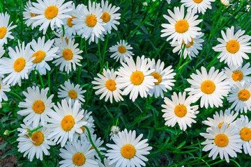 White daisies on a background of greenery. Abstract natural background for project, design and postcards.
