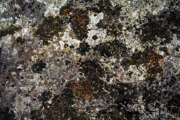 Abstract background, gray stone covered with moss and lichen. Rough rock surface, close-up.
