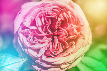 Fototapeta premium Pink rose with colorful background