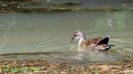 poule d'eau 
