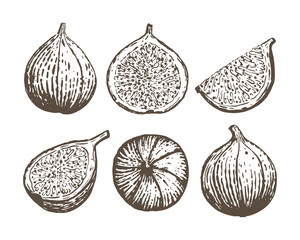 Collection of figs fruits isolated on white background. Fresh, organic food. Half piece with seeds, quarter and whole. Healthy and beneficial plant. Vector illustration. Sketch style.