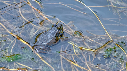 grenouilles vertes 
