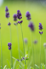 beautiful lavender flower, lavandula angustifolia, in the garden in summer