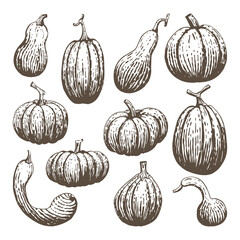 Collection of pumpkins isolated on white background. Fresh vegetables. Organic food. Gardening or farming concept. Decoration elements for Thanksgiving and Halloween. Vector illustration. Sketch style