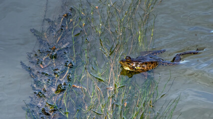 grenouilles vertes 
