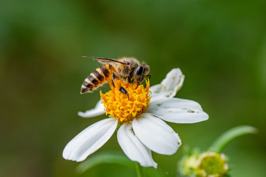 Lovely Bee collecting nectar on white flower - wildlife photography	
