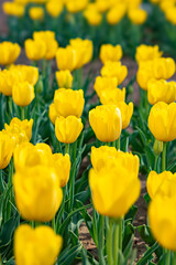 チューリップ2021