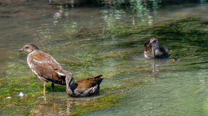 poule d'eau 
