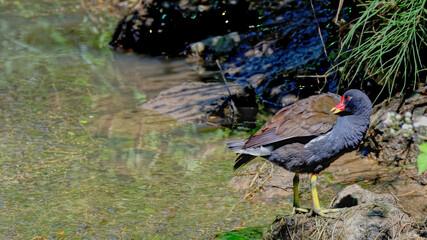 poule d'eau 
