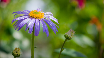 blue chamomile flowers. chamomile with drops after rain, morning dew, moisture on the petals. Beautiful blue flower on a blurred background. delicate purple chamomile with yellow pollen in the center