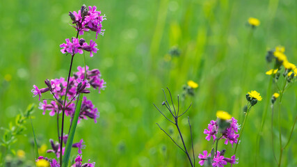 Viscaria vulgaris. flowering meadow. delicate pink flowers close-up. European summer nature. Countryside, village in Russia. Blossom viscaria vulgaris. Blooming sticky catchfly. Seasonal flower