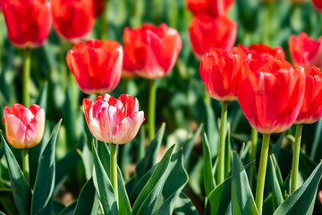 Obraz premium チューリップ2021