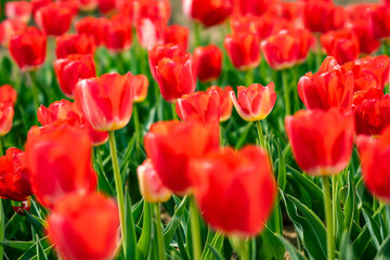 チューリップ2021