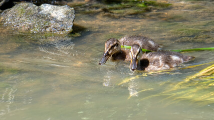 Fototapeta premium cane et caneton 