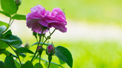 pink rose flower background. Red roses on a bush in the garden, close-up. delicate pink rose flower with green leaves. Red Rose Magic. beauty in the garden. concept of romance, gift
