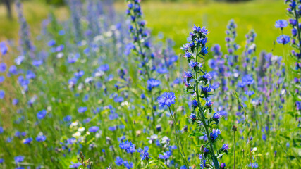 Echium vulgare. beautiful wildflowers. blue flowers, summer floral background. close-up. bokeh. beautiful nature. blooming meadow in sunny weather