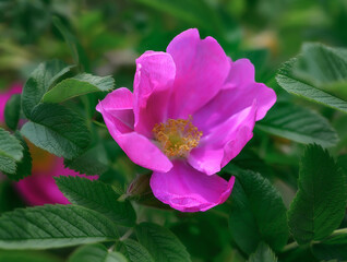 Wild rose flower on a bush on a summer sunny day. Purple graceful flower. An ornamental forest shrub at the peak of its flowering. Selective focus and light refining. Russia (Ural) 