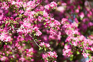 Blooming pink apple tree on the background of blue sky