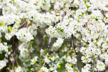Blooming white apple tree on the background of blue sky