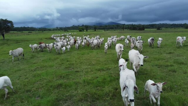 Aerial view of herd nelore cattel on green pasture in Brazil. 4K.