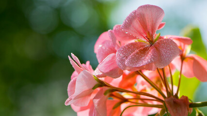 Geranium. small pale pink flowers. Floral background. Pink flowers of homegrown violets in a pot on a green background. bokeh, beautiful flower, close-up