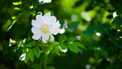 beautiful rosehip flower close up. Rosehip, Rosa canina light pink flowers bloom on the branches, beautiful wild shrub. Rosa woodsii, a variety of rose hips known as woods or indoor rose. text