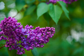 Fototapeta na wymiar Lilac blossom flowers spring view. Spring lilac flowers. Lilac blooms. A beautiful bunch of lilac. floral spring background. delicate fragrant flowers, in the garden or park. close-up