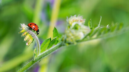 Coccinellidae is a widespread, Ladybird beetle, ladybugs. red beetle with black dots. insects in the wild. natural background. macro nature. ladybug sitting on a meadow plant