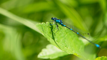 Coenagrionidae. blue dragonfly on a green leaf. A dragonfly with big eyes close-up sits on a green leaf of a river plant. natural blurred green background. macro of a insect. space for text
