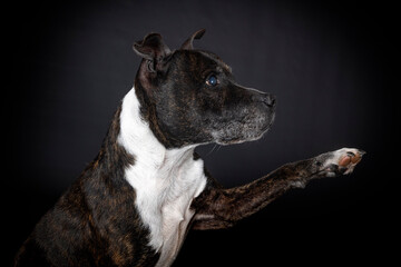 staffordshire bull terrier