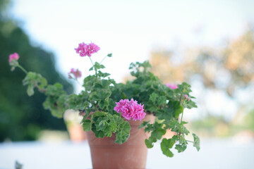 Natural background with flowerpot and geranium flowers, typical Spanish