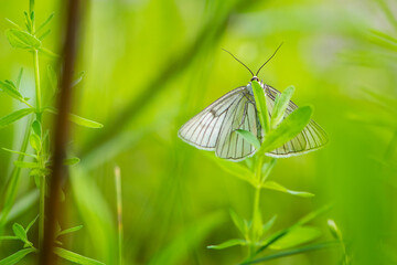 Aporia crataegi. Black-veined White, beautiful butterfly Aporia crataegi on the green grass. looks...