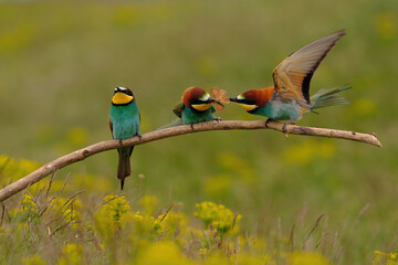 Group of colorful bee-eater on tree branch, against of yellow flowers background - 441527462