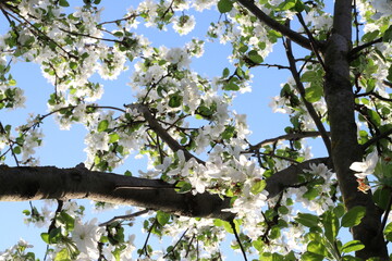 branches against blue sky