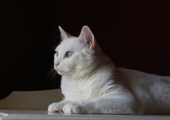 Fototapeta na wymiar A portrait of a pretty white domestic house cat with bright blue eyes looking around