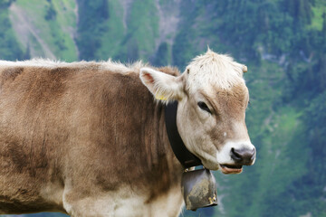 A cow in Alpine mountains, Germany, Bavaria