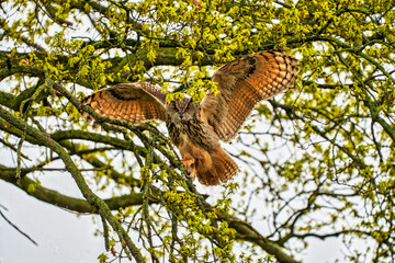 Eagle Owl, land in a tree. Seen from the front. Wings spread wide, the bird of prey looks angry with red eyes straight into the camera