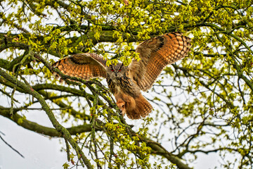 Eagle Owl, land in a tree. Seen from the front. Wings spread wide, the bird of prey looks angry...