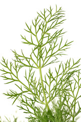 Leaves of pine tree or Oriental Arborvitae , Scientific Name:Thuja Orientalis , on white background 