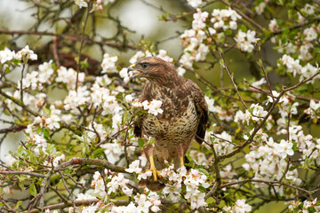 Close-up of a buzzard bird of prey sitting in a fruit tree. The apple tree is full of white blossom. The bird of prey has its beak open as it screams