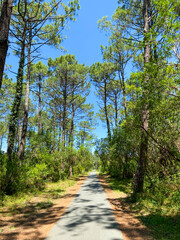 Piste cyclable dans un forêt de pins au Cap Ferret, Gironde