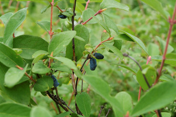 Harvesting. Ripe honeysuckle berries growing on the branches of a bush with green leaves.