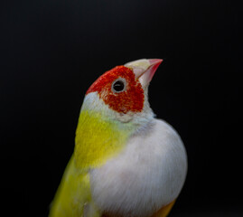Gouldian Finch series. Yellow, with a red-head and white breasts, male. On a black background. Closeup.