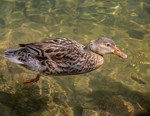 A female green-headed duck swims in the light green transparent water of a pond.