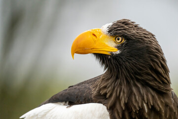 Close up of a Steller's sea eagle head. Yellow bill and eye, large nostrils. Against the background of nature
