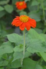 orange flower in the garden